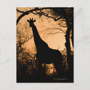 Giraffe (Giraffa camelopardalis) silhouette Briefkaart