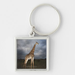 Giraffe (Giraffa camelopardalis) Sleutelhanger