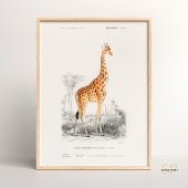 Giraffe Giraffa Charles Dessalines D Orbigny Print