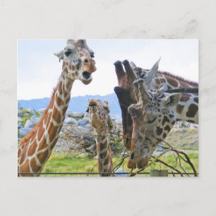 Giraffe Gossip Briefkaart