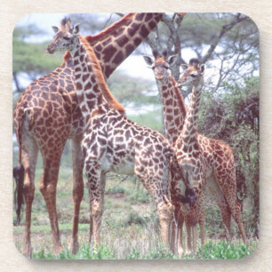 Giraffe Group of Herd w/Young, Giraffa Bier Onderzetter