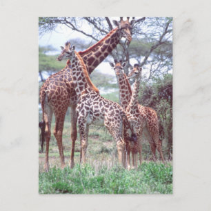 Giraffe Group of Herd w/Young, Giraffa Briefkaart