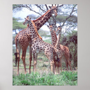 Giraffe Group of Herd w/Young, Giraffa Poster