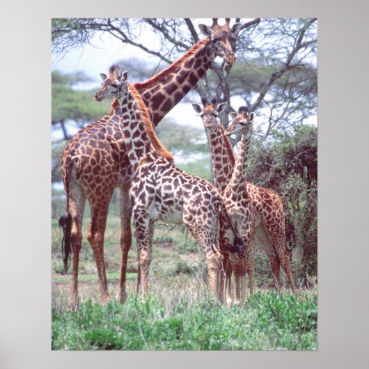Giraffe Group of Herd w/Young, Giraffa Poster (Voorkant)