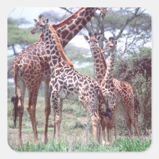 Giraffe Group of Herd w/Young, Giraffa Vierkante Sticker (Voorkant)