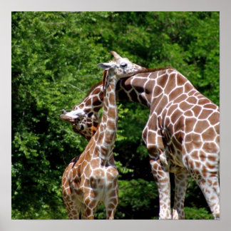 Giraffe Hugging Poster