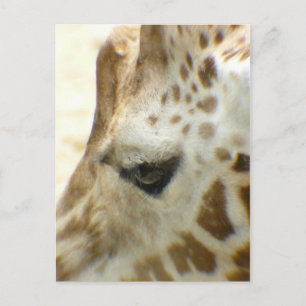 Giraffe I Briefkaart