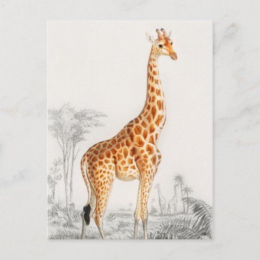 Giraffe Illustratie  Art Print Briefkaart (Voorkant)