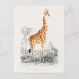 Giraffe Illustratie Briefkaart