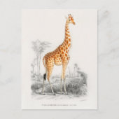  Giraffe Illustratie Briefkaart (Voorkant)