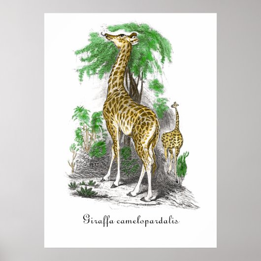 Giraffe Illustratie Giraffa camelopardal Poster (Voorkant)