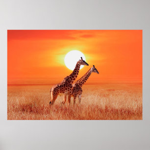 Giraffe in de Afrikaanse savanne tegen de achtergr Poster