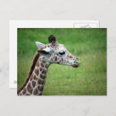 Giraffe in de regen briefkaart (Voorkant / Achterkant)