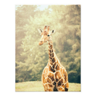 Giraffe in de regen foto afdruk