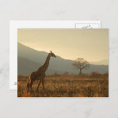 Giraffe in de Savannah Briefkaart (Voorkant / Achterkant)