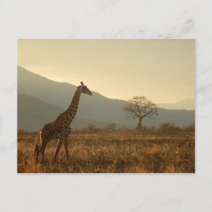 Giraffe in de Savannah Briefkaart