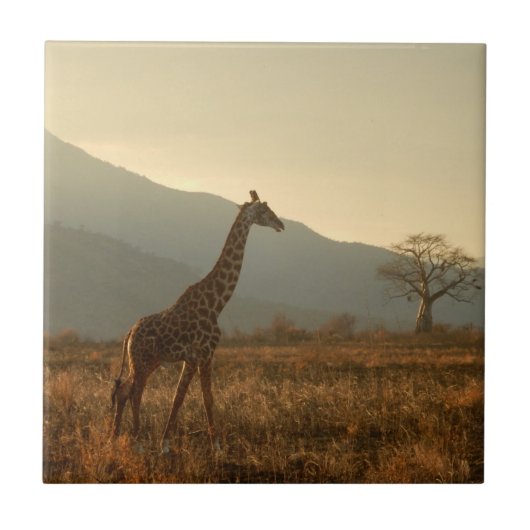 Giraffe in de savanne tegeltje (Voorkant)