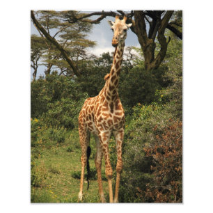 Giraffe in de Struik Foto Afdruk