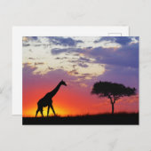 Giraffe in de zon, Giraffa Briefkaart (Voorkant / Achterkant)