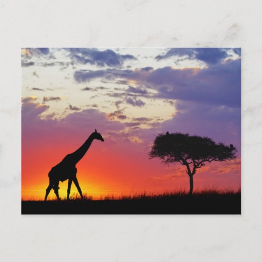 Giraffe in de zon, Giraffa Briefkaart (Voorkant)