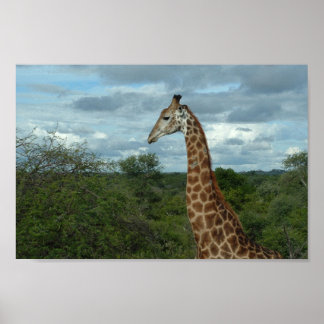 Giraffe in Dusk Poster