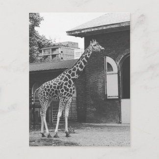 Giraffe in het oorspronkelijke briefkaart in Londe
