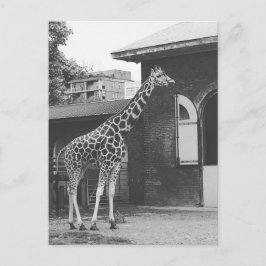 Giraffe in het oorspronkelijke briefkaart in Londe