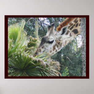 Giraffe in Lunch Poster