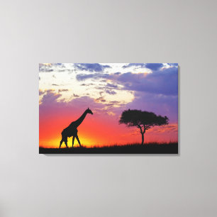 Giraffe in silhouet bij zonsopgang, Giraffa Canvas Afdruk