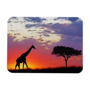Giraffe in silhouet bij zonsopgang, Giraffa Magneet