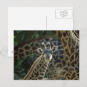 Giraffe kalf met giraffen briefkaart (Voorkant / Achterkant)