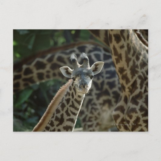 Giraffe kalf met giraffen briefkaart (Voorkant)