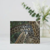Giraffe kalf met giraffen briefkaart (Staand voorkant)