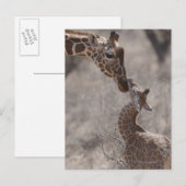 Giraffe, Kenia, Afrika Briefkaart (Voorkant / Achterkant)