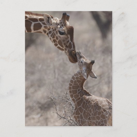 Giraffe, Kenia, Afrika Briefkaart (Voorkant)