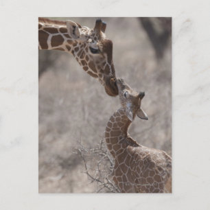 Giraffe, Kenia, Afrika Briefkaart