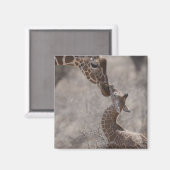 Giraffe, Kenia, Afrika Magneet (Voorkant / Achterkant)