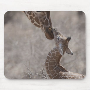 Giraffe, Kenia, Afrika Muismat