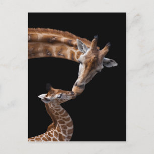 Giraffe Kisses Briefkaart