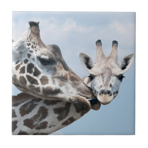 Giraffe Kisses her Calf Tegeltje