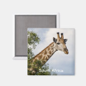 Giraffe Koelkast Magnet - Zuid-Afrika Magneet (Voorkant / Achterkant)
