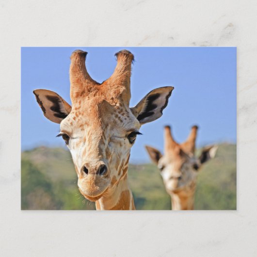 Giraffe komt dicht bij briefkaart (Voorkant)