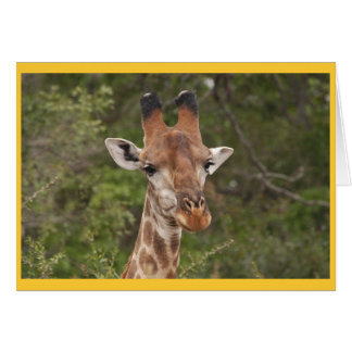 Giraffe kop
