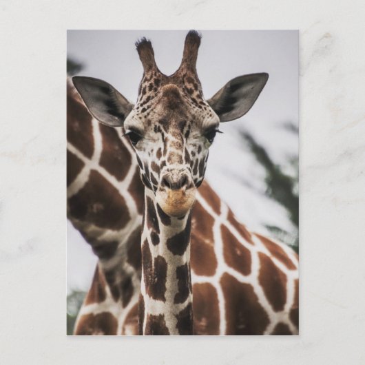 Giraffe kop Giraffe print Afrikaans dier Briefkaart (Voorkant)