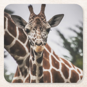 Giraffe kop Giraffe print Afrikaans dier Vierkante Kartonnen Onderzetter