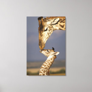 Giraffe kust baby giraffe canvas afdruk