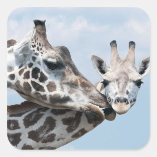Giraffe kust haar kalf vierkante sticker