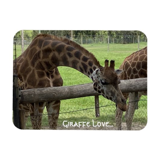 Giraffe Liefde... Magneet (Horizontaal)