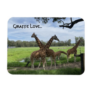 Giraffe liefde...magneet magneet
