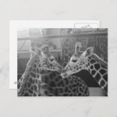 Giraffe Love Briefkaart (Voorkant / Achterkant)